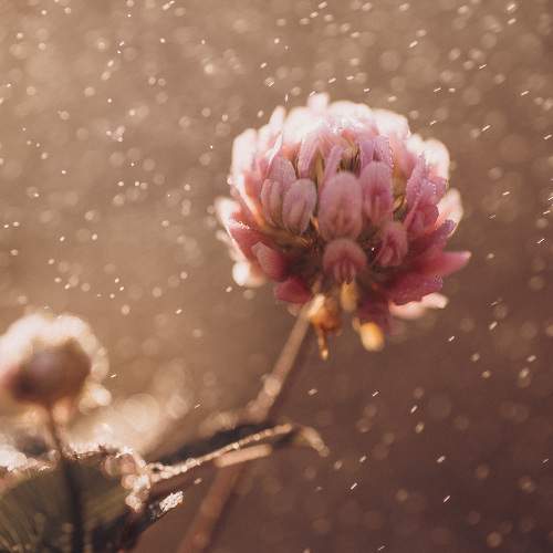 Photo #10996589
