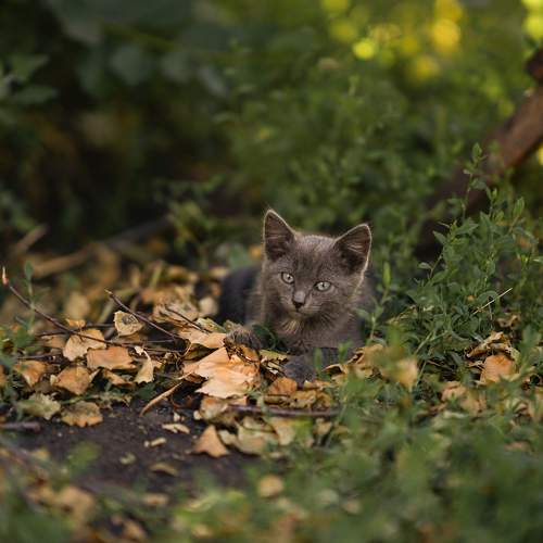 Photo #10996638