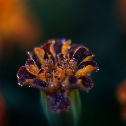 Photo #10997457