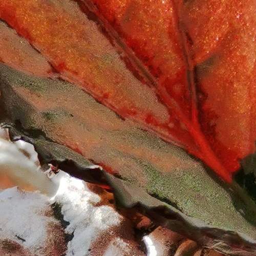 Photo #10997483