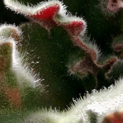 Photo #10998074