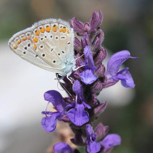 Photo #10998097