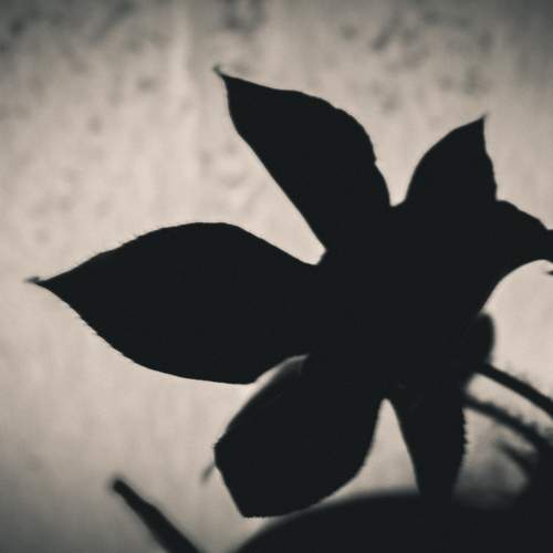 Photo #10998584