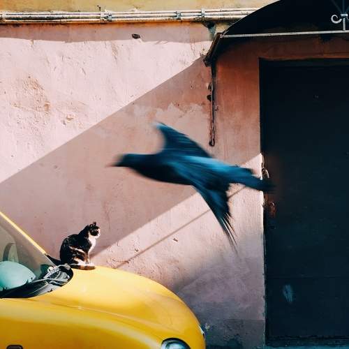 Photo #10998741