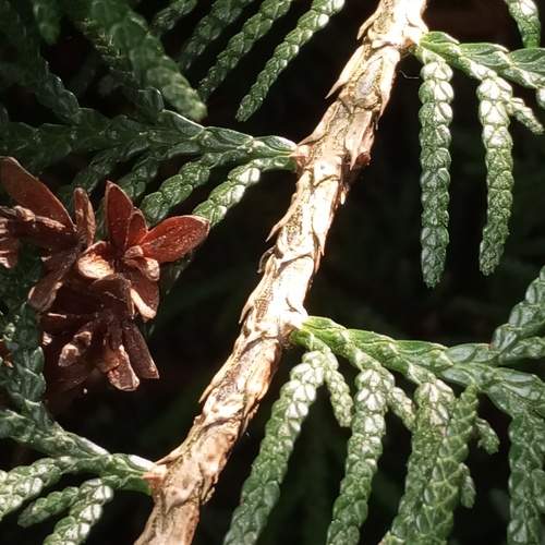 Photo #10999358