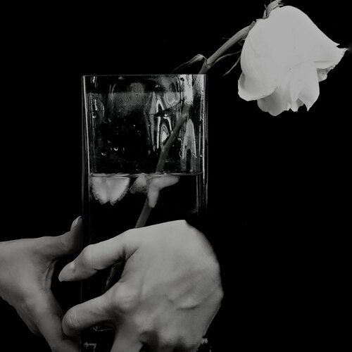 Rose and ice