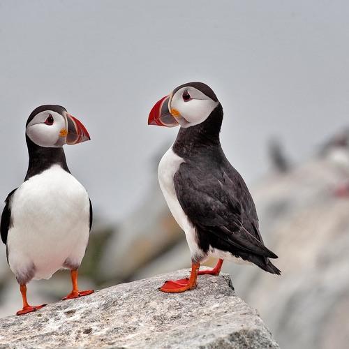 Puffin's passion.