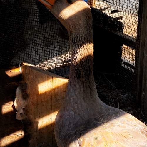 Photo #11000044