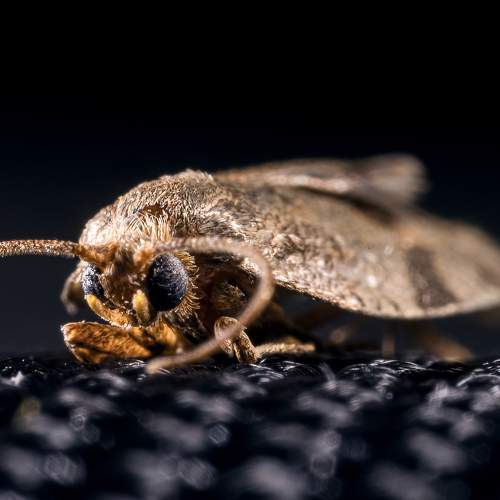 Photo #11000740