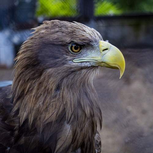 Photo #11000891