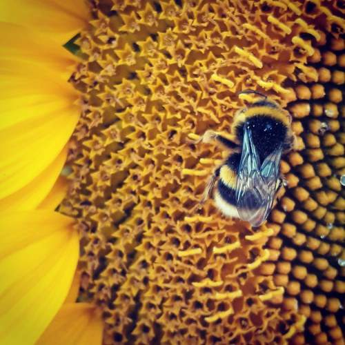 Bee