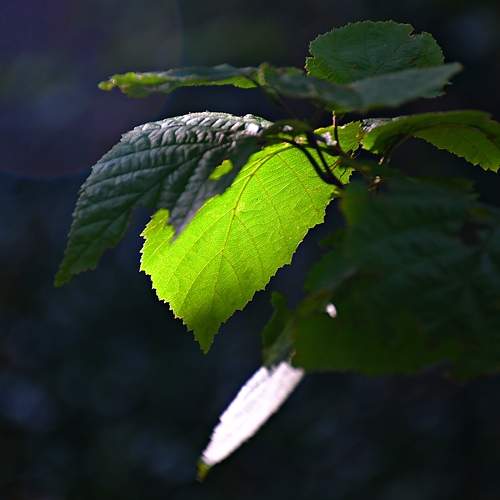 Photo #11003455
