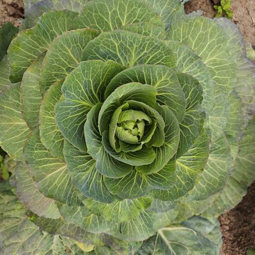 Photo #11004200