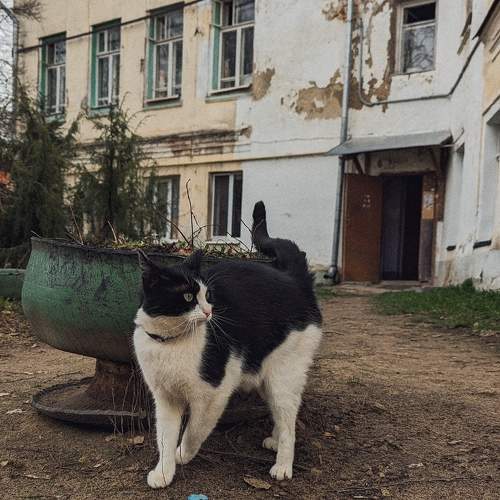 Photo #11005453