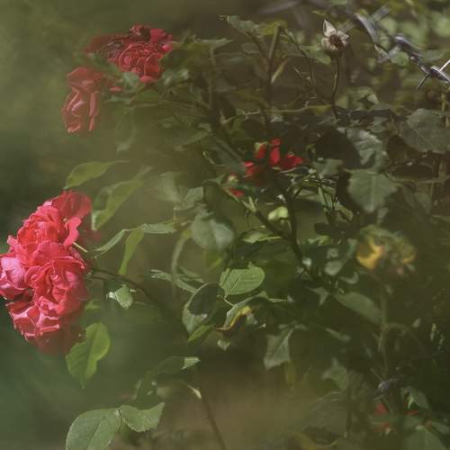 Photo #11006152