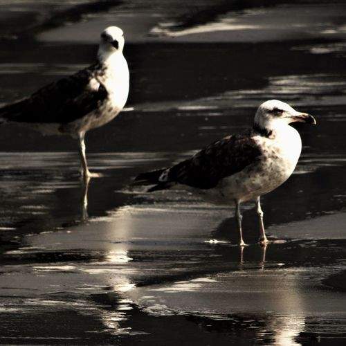 Photo #11008469