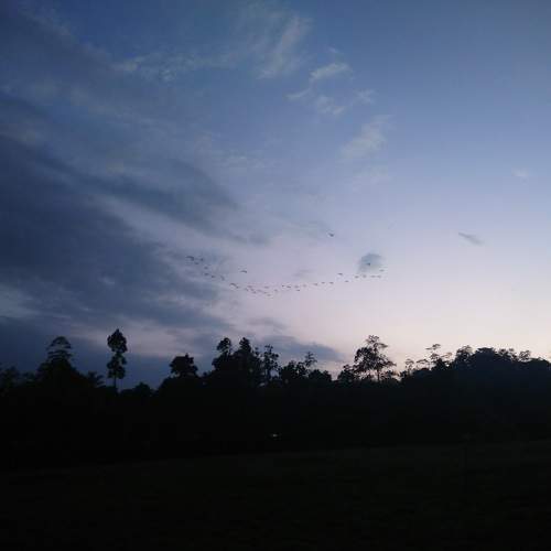 Photo #11008818