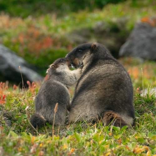 Photo #11009568