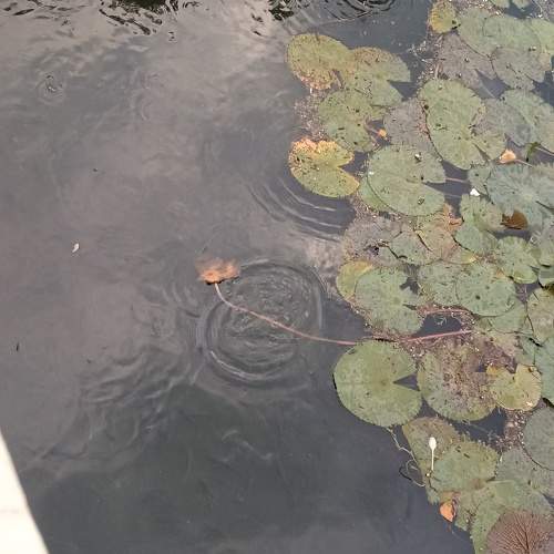 Photo #11010966