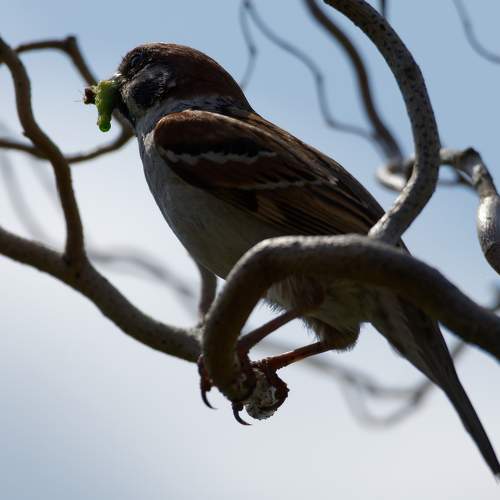 Photo #11011040