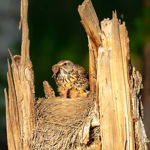 Photo #11011055
