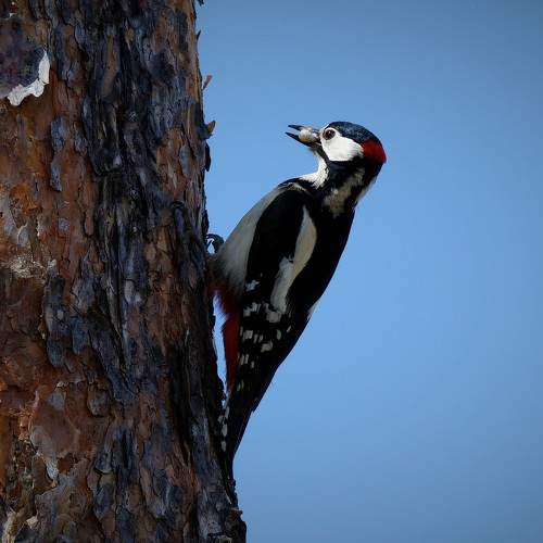 Photo #11011057
