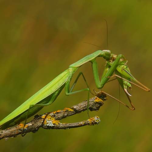 Photo #11011446