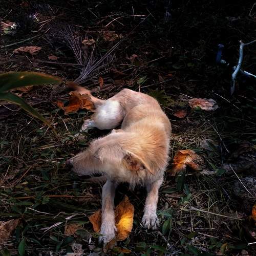 Photo #11011515