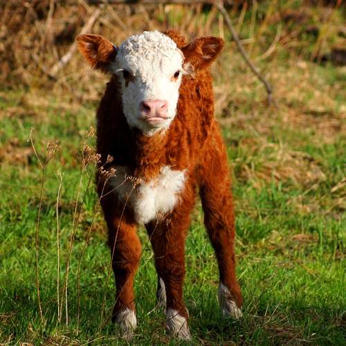 Photo #11012204