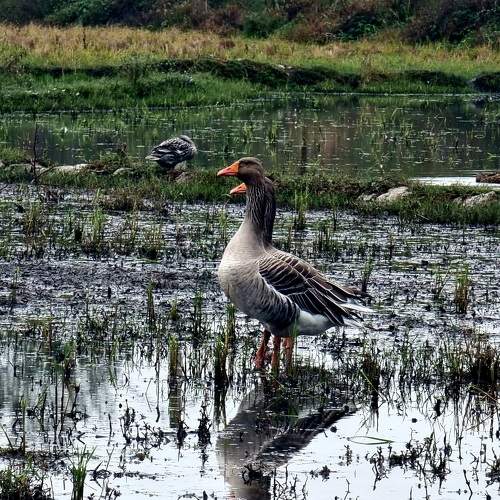Photo #11012748