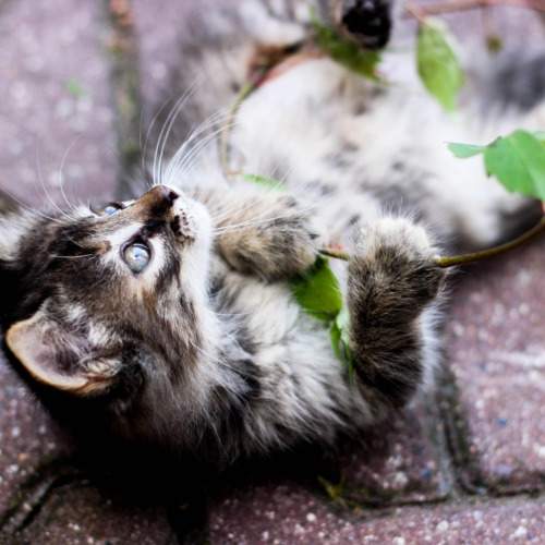 Photo #11013074