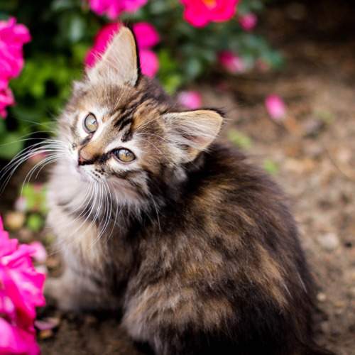 Котенок