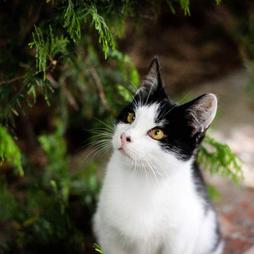 Photo #11013076