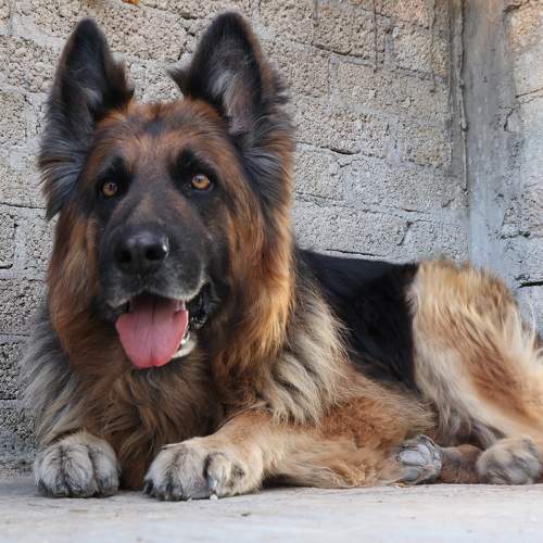 Photo #11013590