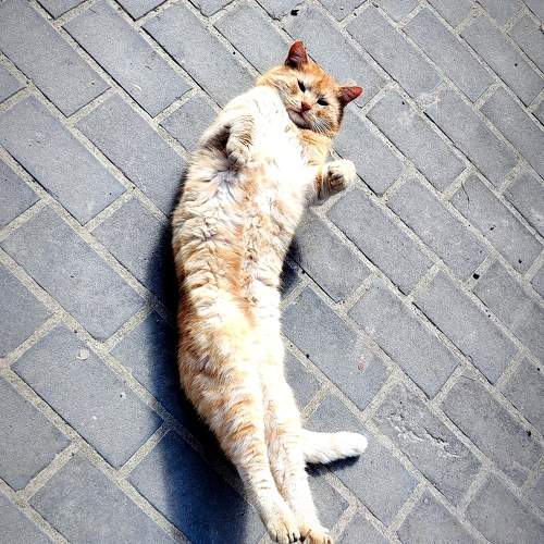 Photo #11013601