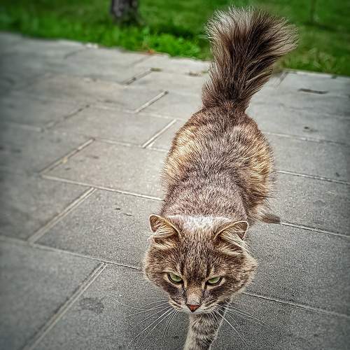Photo #11014115