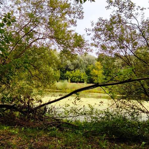 Photo #11014583