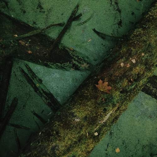 Photo #11014961