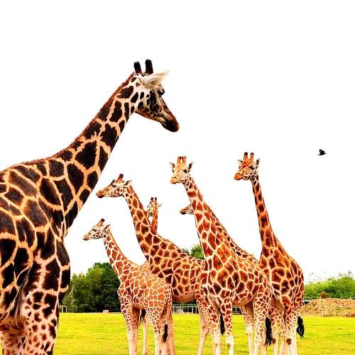 Photo #11015779