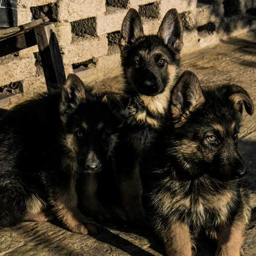 Photo #11016152