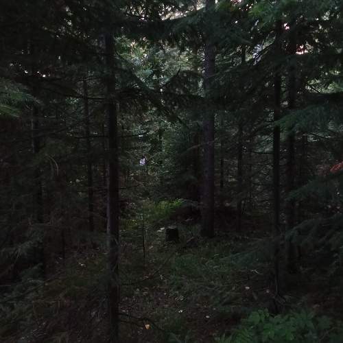 Photo #11016494