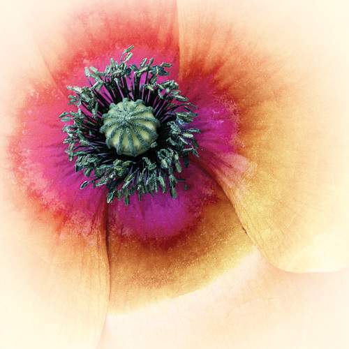 Photo #11017704