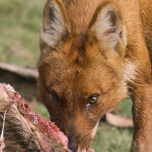 The Asiatic wild dog on kill