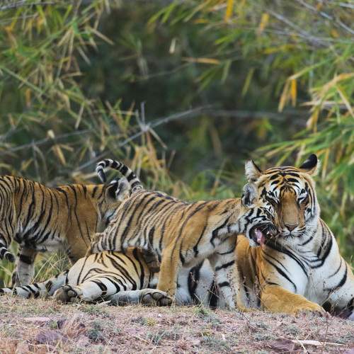 Tigress and her Cubs