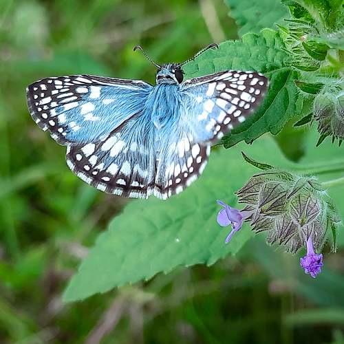 Pyrgus oileus (Linnaeus, 1767)