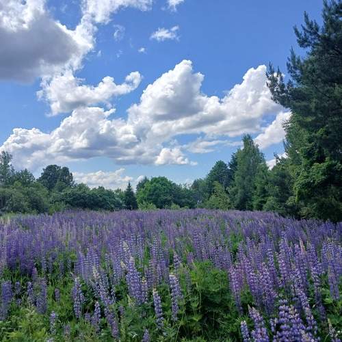 Photo #11019373