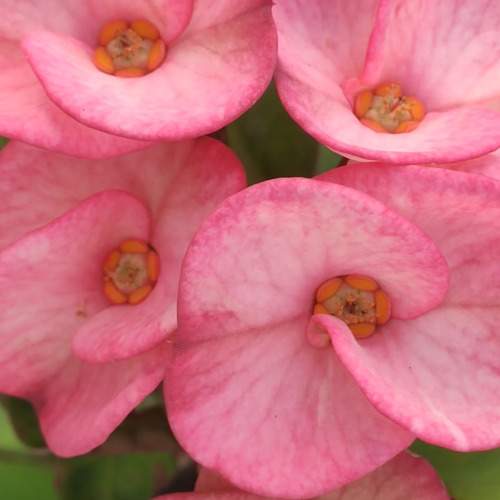 Photo #11019460