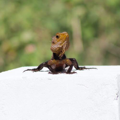 Frog lizard