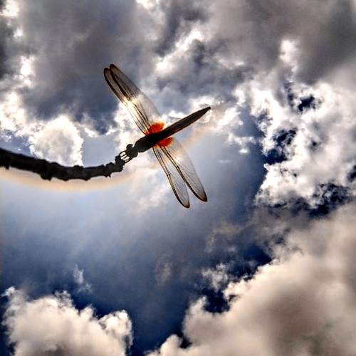 Photo #11021197