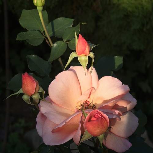 Photo #11021214